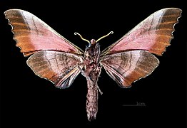 Marumba gaschkewitschii gressitti ♂ △