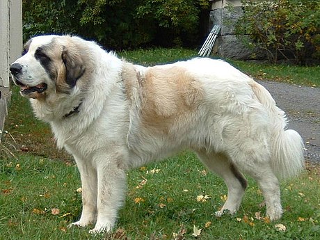 Pyreneisk mastiff