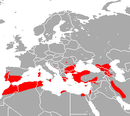 Вокруг Средиземного моря от Северо-Западной Африки через Португалию, Испанию, Балеарские острова, юг Франции, Сардинию, Сицилию и Балканский полуостров до Малой Азии
