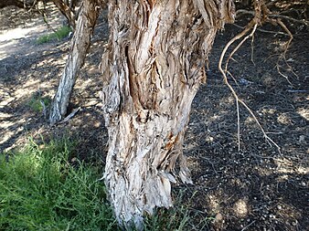 M. cardiophylla bark Melaleuca cardiophylla (bark).JPG