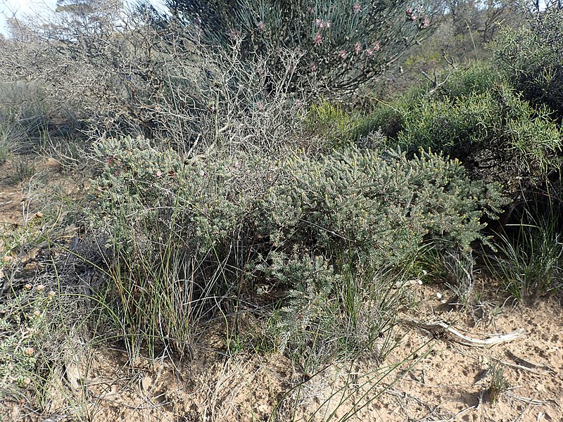 File:Melaleuca lecanantha habit.jpg