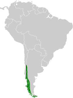 Distribución geográfica del yal cejiamarillo.