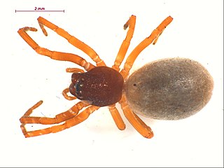 <i>Meriola californica</i> Species of spider