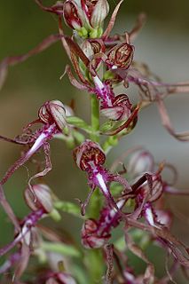 <i>Himantoglossum adriaticum</i> Species of orchid