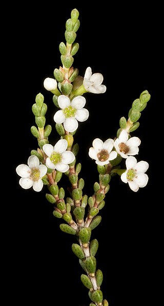 <i>Micromyrtus erichsenii</i> Species of shrub