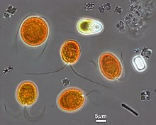 Dunaliella salina in orange, tentatively identified from the hypersaline Lake Tyrrell, Victoria, Australia. Alongside are small haloarchaeons, Haloquadratum walsbyi, with their flat square-shaped cells. Microorganisms from the hypersaline Lake Tyrrell.jpg