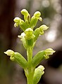 Microtis parviflora Australia - Canberra Black Mountain