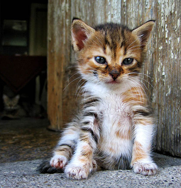 File:Mihail Manolov - Little Kitten (by-sa).jpg