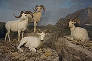 The Alpine Tundra: Wild Sheep