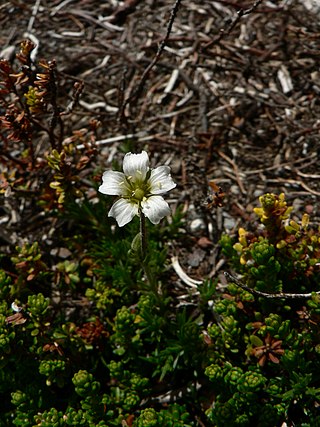 <i>Cherleria obtusiloba</i> Species of flowering plant