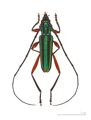 <i>Mionochroma</i> Genus of beetle