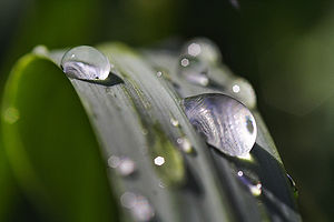 Water droplets on monkey grass