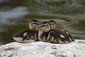 More Baby Ducks (48449221396).jpg