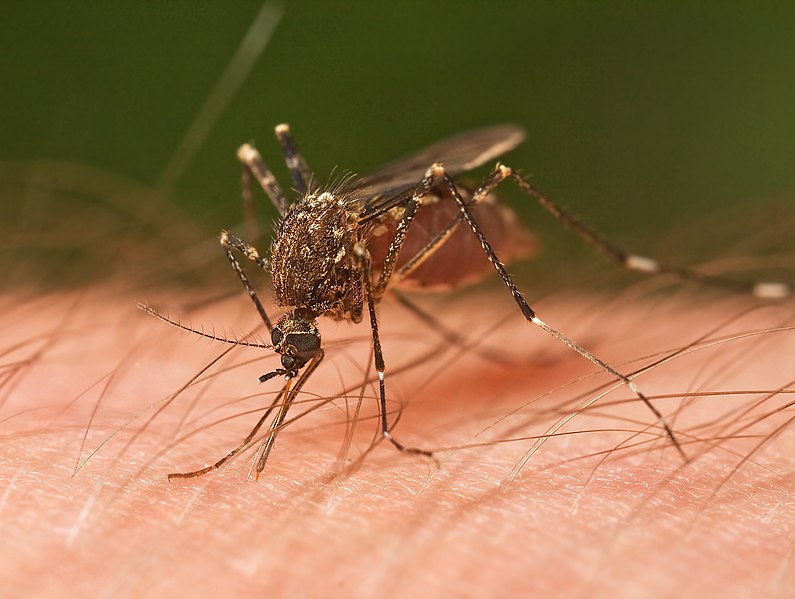 File:Mosquito Tasmania crop.jpg