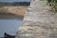 Motacilla alba alba