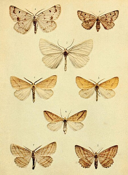 Tập_tin:Moths_of_the_British_Isles_Series2_Plate144.jpg