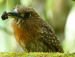 Moustached Puffbird (Malacoptila mystacalis).jpg