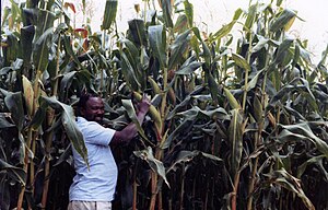 Nicholas Mukomberanwa on his farm with a typically successful maize crop Mukomberanwa farming.jpg