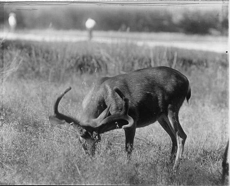 File:Mule Deer, Yosemite, California, July 18, 1928, Joseph Dixon Collection, Print (5cbc4b3447904784966489de883f779a).jpg