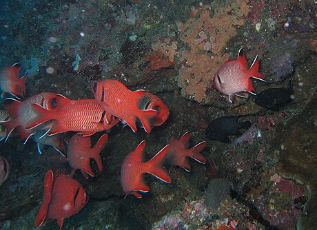 壯體鋸鱗魚