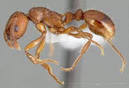 Myrmica glacialis