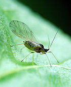 The aphid Myzus persicae is a vector for plum pox virus in the United States. Myzus persicae.jpg