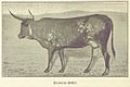 Damara cattle