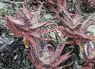 <i>Aloe arenicola</i> Species of succulent