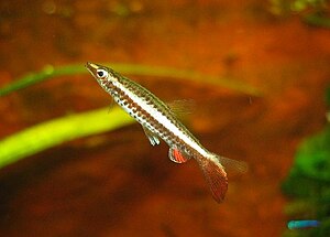 Nannostomus eques (brown pencil fish, Diptail) Nannostomus eques.jpg