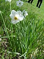 Narcissus poeticus (Habitus).jpg