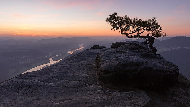 Kiefer auf dem Lilienstein im Nationalpark Sächsische Schweiz mit Blick ins Elbtal Photograph: Fuxxtech