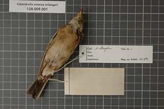 <span class="mw-page-title-main">Erlanger's lark</span> Species of bird