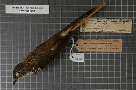 Naturalis Biodiversity Center - RMNH.AVES.125325 1 - Pycnonotus leucogrammicus (S. Muller, 1835) - Pycnonotidae - bird skin specimen.jpeg