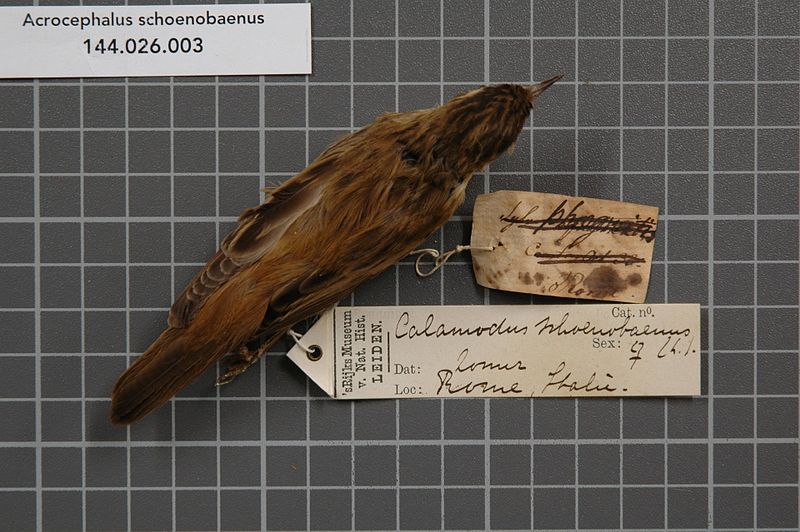 File:Naturalis Biodiversity Center - RMNH.AVES.139287 1 - Acrocephalus schoenobaenus (Linnaeus, 1758) - Sylviidae - bird skin specimen.jpeg