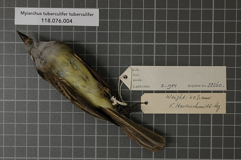 File:Naturalis Biodiversity Center - RMNH.AVES.22260 2 - Myiarchus tuberculifer tuberculifer (d' Orbigny and Lafresnaye, 1837) - Tyrannidae - bird skin specimen.jpeg