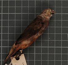 Naturalis Biodiversity Center - RMNH.AVES.22838 1 - Lonchura vana (Hartert, 1930) - Estrildidae - bird skin specimen (cropped).jpeg