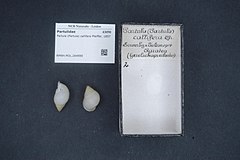 Partula callifera shells