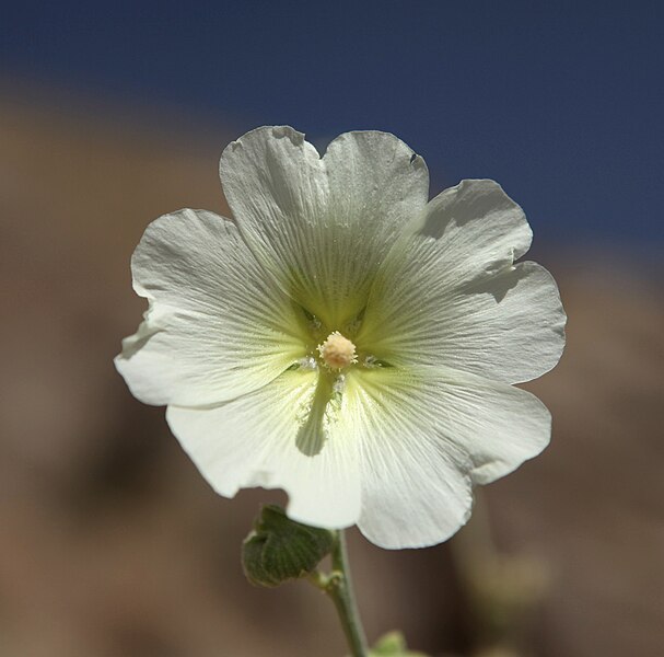 File:Nature of Iran IMG 1850 (4013263299).jpg