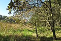 Čeština: Přírodní rezervace Jezero nedaleko Dublovic v okrese Příbram - ČR English: Nature reserve Jezero near Dublovice in Příbram District, Czech Republic