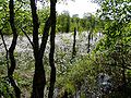 Naturschutzgebiet Stoteler Moor - Feuchtgebiet mit Wollgras