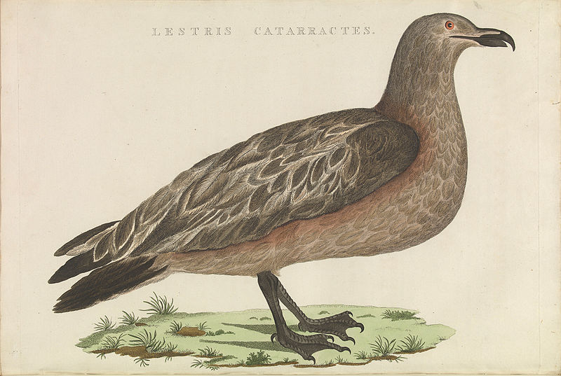 File:Nederlandsche vogelen (KB) - Stercorarius skua (448b).jpg