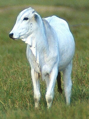 गौः