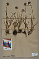 Neuchâtel Herbarium - Allium lineare - NEU000004875.jpg