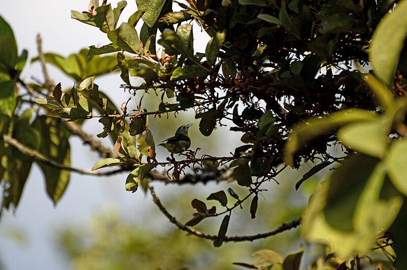 File:Nilgiri Flowerpecker Dicaeum concolor from Anaimalai hills Western Ghats JEG4457.jpg