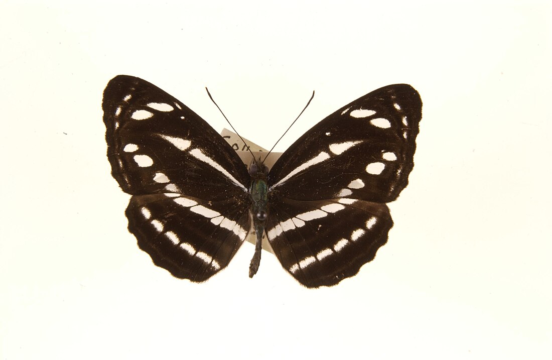 Neptis nata