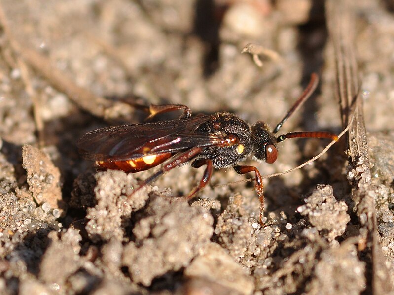 File:Nomada ferruginata 1.JPG