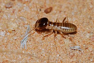 Hodotermitidae Family of termites