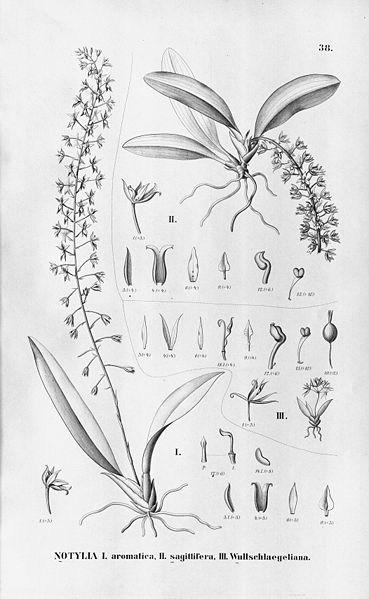 File:Notylia sagittifera+wullschlaegeliana - Flora Brasiliensis 3-6-38.jpg