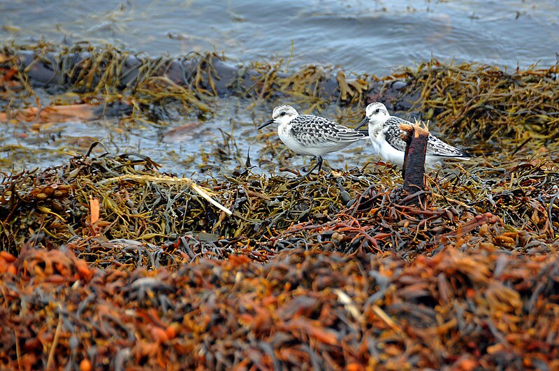 File:Nova Scotia DGJ 5108 - Sanderling (6238748711).jpg