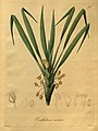 Maxillaria aurea (as syn. Ornithidium aureum) plate 96 in: E.F. Poeppig & S. Endlicher Nova genera ac species plantarum, quas in regno Chilensi Peruviano et in terra Amazonica (Orchidaceae) (1827–1832)